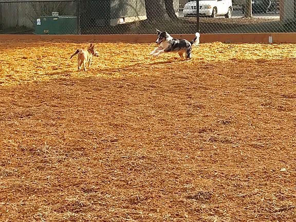 Dog Playing at Our Dog Park