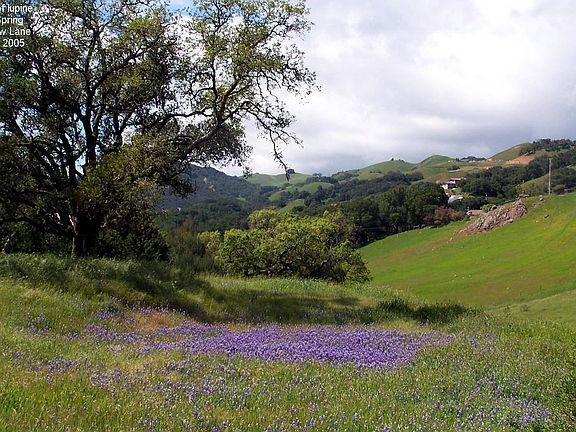 Lupines in the side yard
