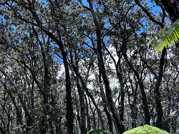 16-1573 Ao Rd Lot 2895, Kurtistown, HI 96760