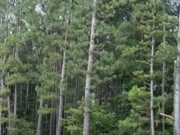 0 BERMUDA HILL Hill, Trenton, SC 29847