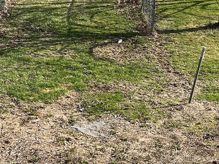 back yard