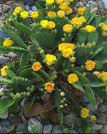Cactus in bloom in front of house