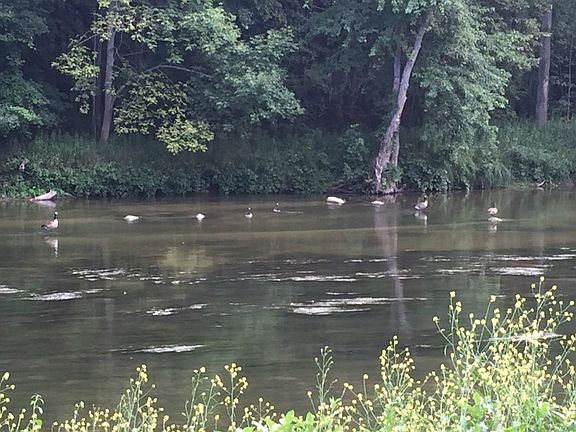 Wildlife at your finger tips