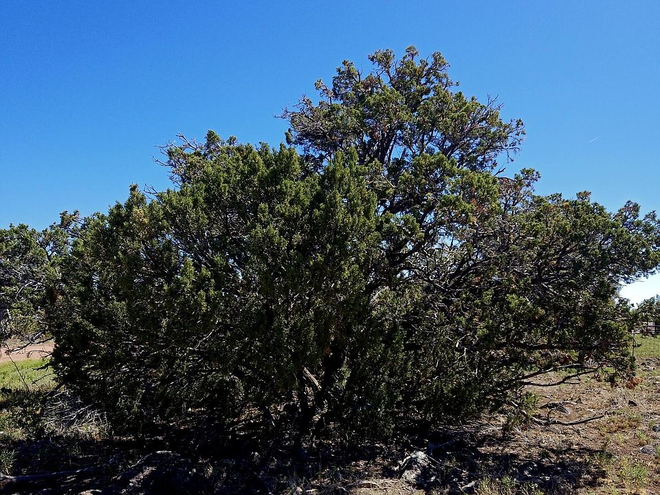 1st image of 8411 Javelina Dr