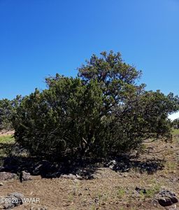 8411 Javelina Dr, Show Low, AZ, 85901