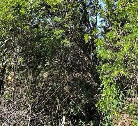 3rd image of Lehua Ln Lot 35