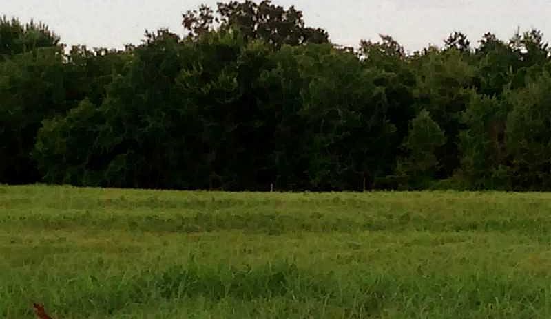 2nd image of S Dixieland & Laurel