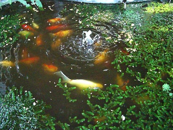 Fish in Fishpond