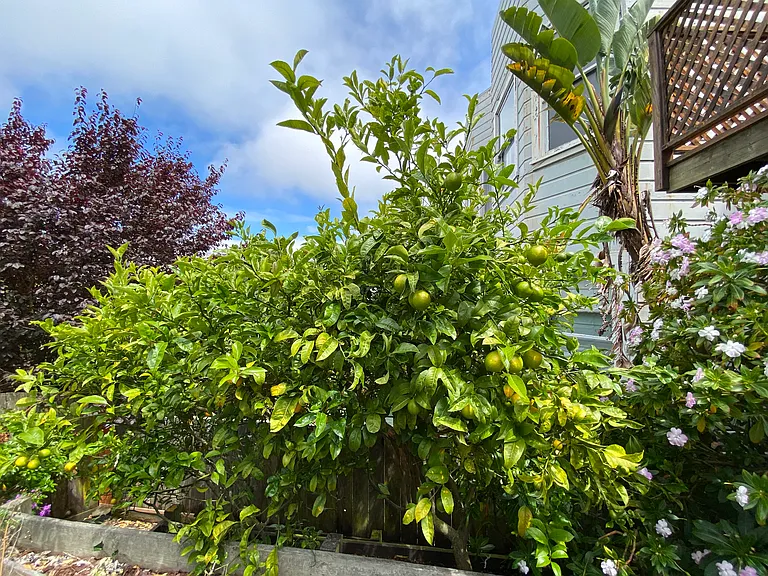 Lemon tree in yard