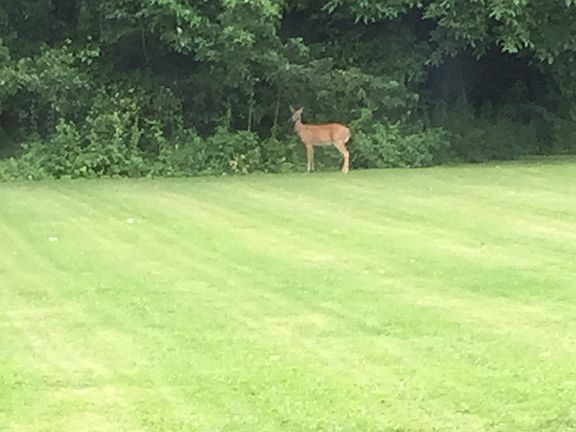 Back yard 