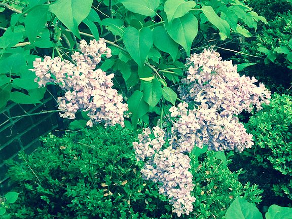 Lilacs