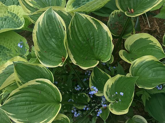 Forget-me-nots and Hostas
