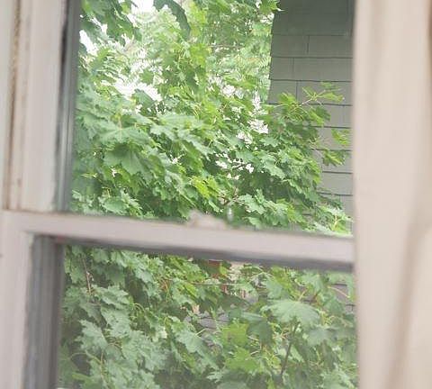 View from Dining Room