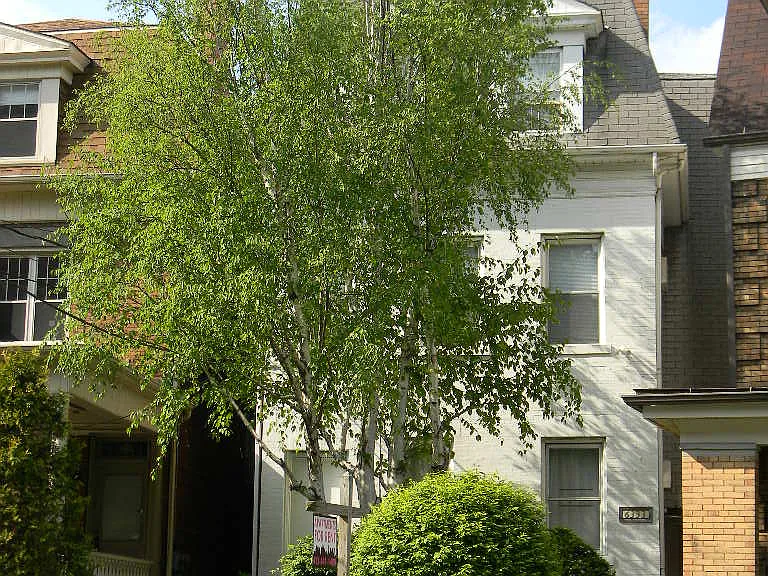 6333 Walnut St #BA — Photo 10