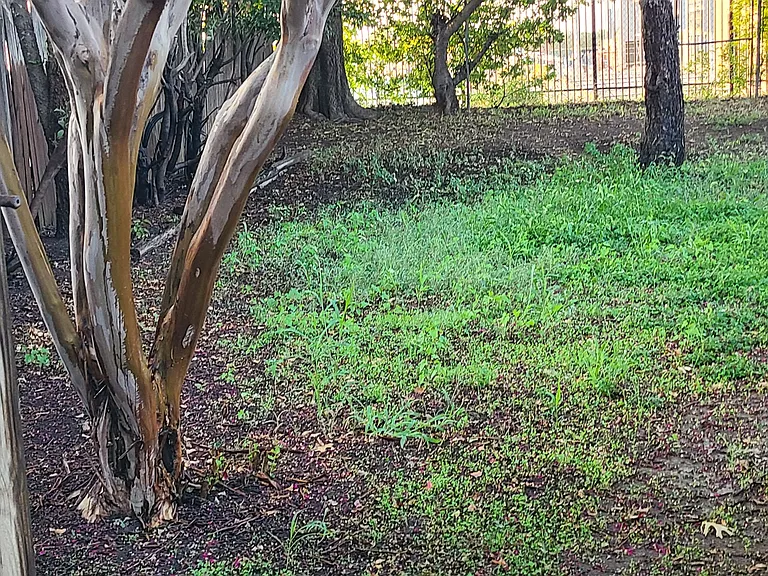 Back yard