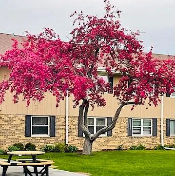 Picnic Area (grilling allowed) / Courtyard