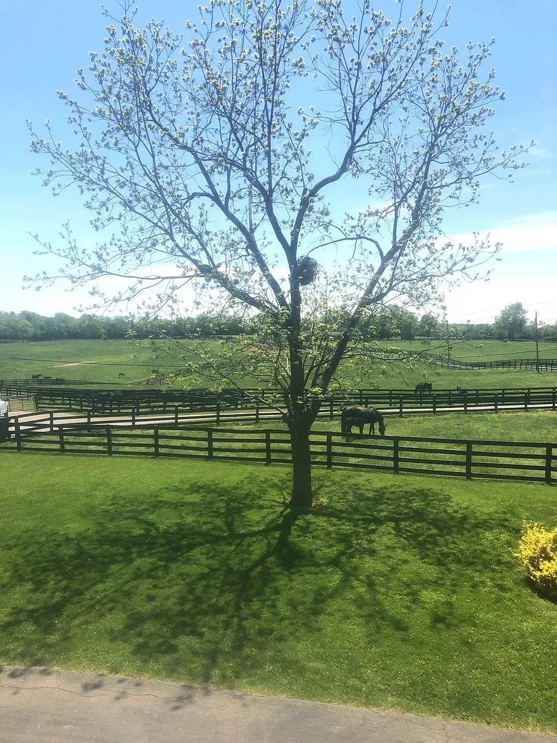 Kentucky mansion overlooking horse farm with stunning views 20260930 — Photo 4