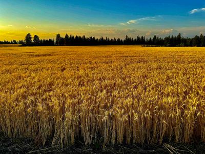 0 E Orchard Bluff Rd Lot A, Chattaroy, WA, 99003