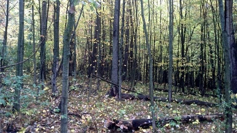 2nd image of N Backus Rd