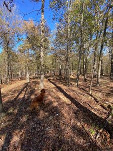 LOT 3 Grizzly Rd, Royal, AR, 71968