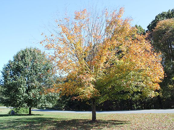Wooded lot across from home