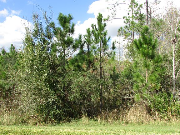 Beautiful Conservation View