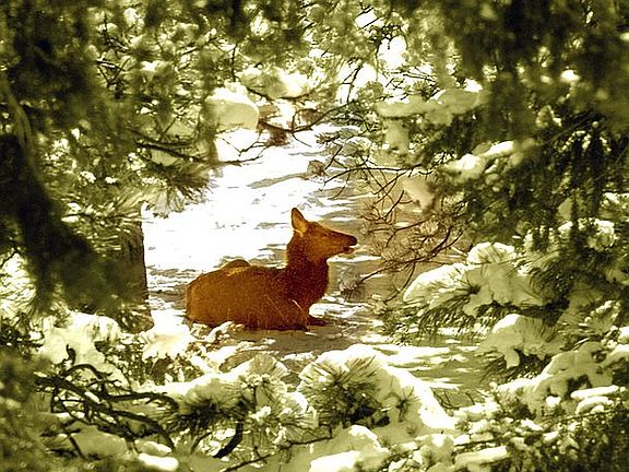 Elk nestled on property