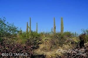 Richly studded with saguaros