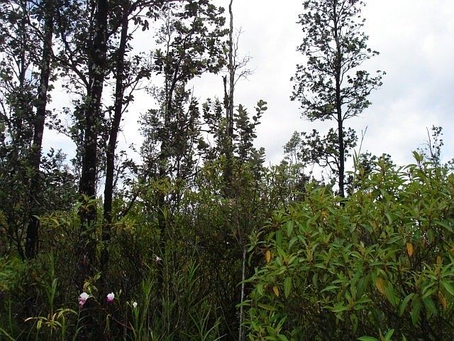 1st image of Hibiscus Dr Lot 30