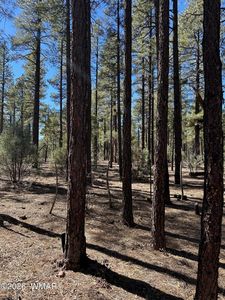 3737 Bear Trl, Lakeside, AZ, 85929