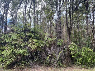 Punahele Ave, Mountain View, HI, 96771