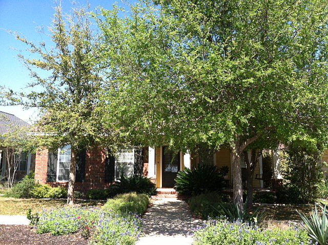 1st image of 2226 Gruene Lake Dr