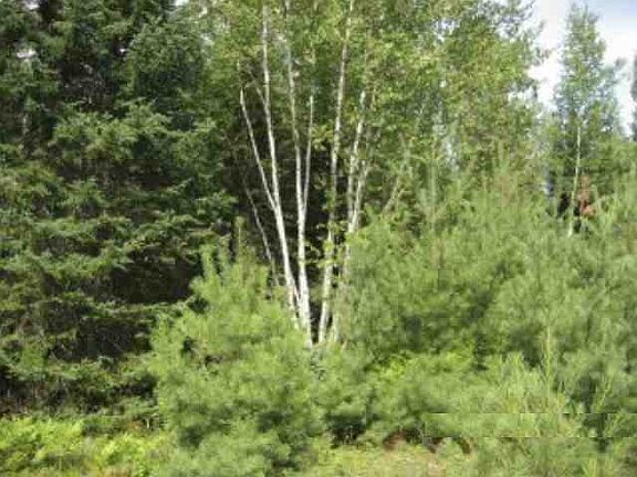 Birch Trees