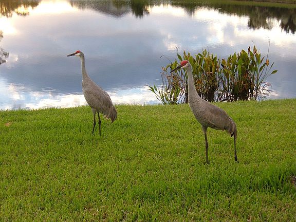 Beautiful wildlife in your backyard