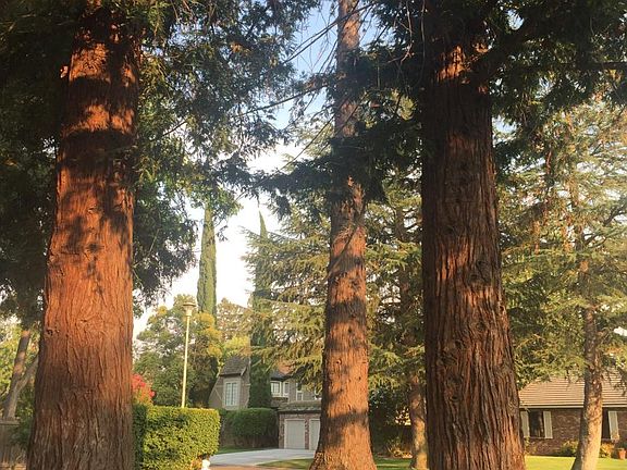 Circular driveway with redwoods
