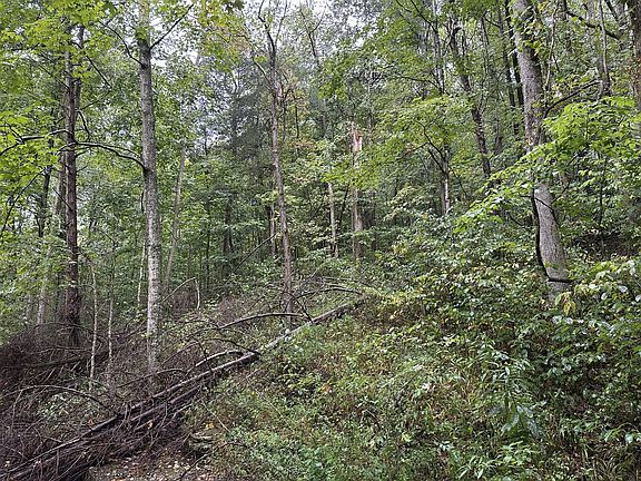 3rd image of 453 Gravely Hill Rd