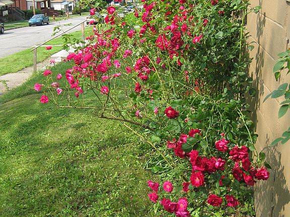 Roses in front of porch