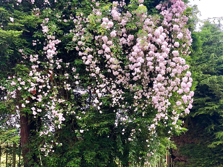 An heirloom rose clambers almost 50 feet into a redwood tree. As you can see by the size of one of our deer friends, these roses are a jaw-dropping display of glory!