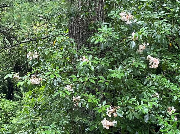 Overland Trl, Fancy Gap, VA 24328