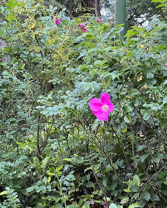 Wild flowers