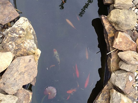 Larger of two koi ponds