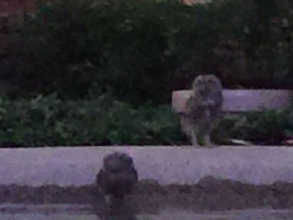 Screech Owls Live Here!