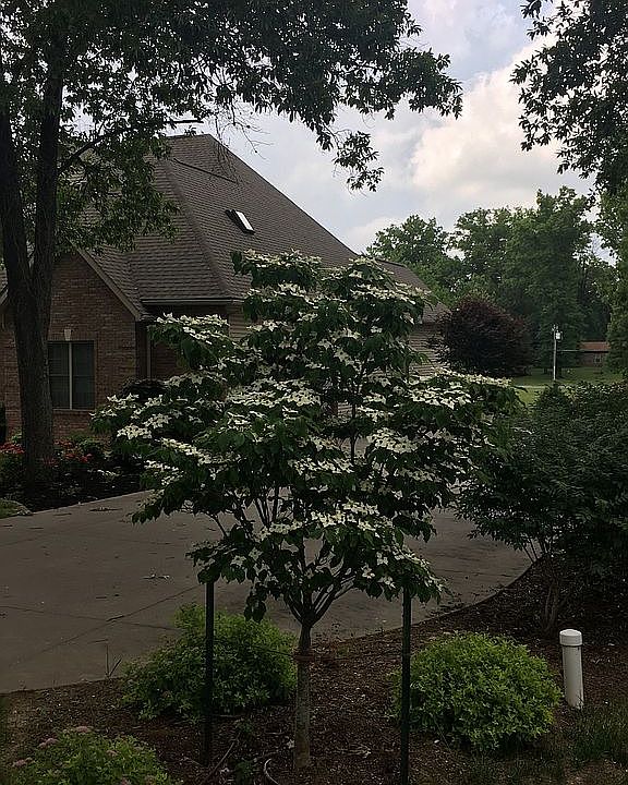 Kousa Dogwood - Summer Bloom