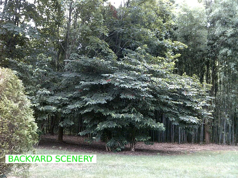 Backyard Scenery