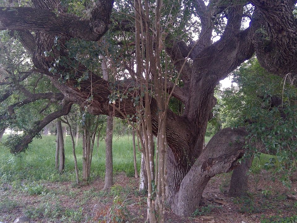 2nd image of 483 OAK KNOLL DR LOT 98