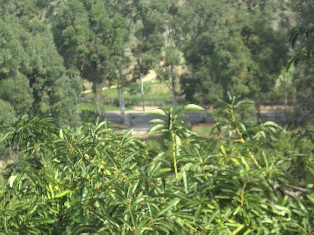 Avocado & Lemon Ranch