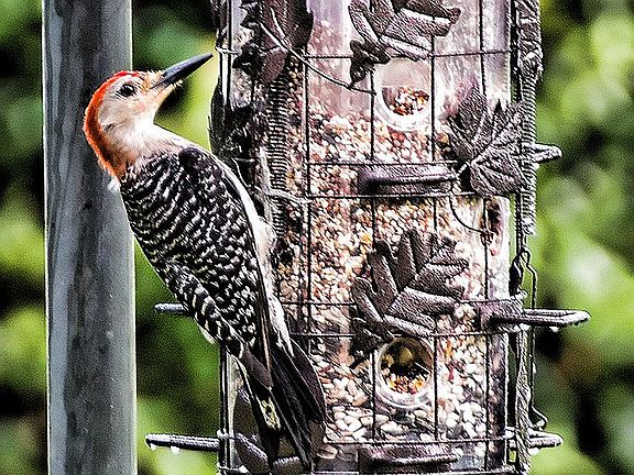 Many birds visit our home