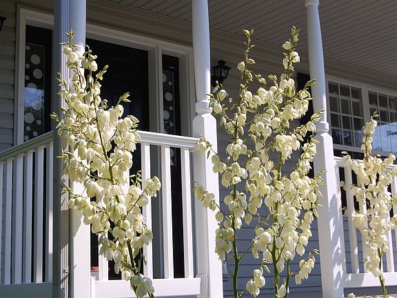 Perrenial flowers by front porch