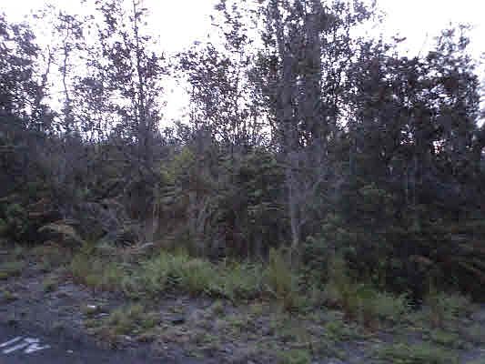 2nd image of Ohia Dr