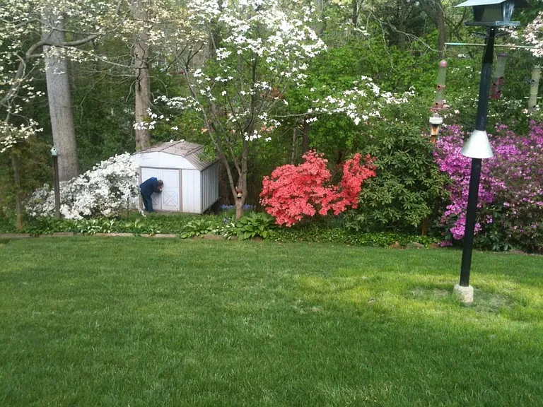 spring time azaleas, storage shed